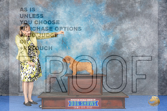 CUSTOM Norfolk Terrier WED__JP_6832_Houston_2024_HR3