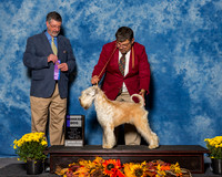 Soft Coated Wheaten Terriers #11 Sun WD Million Holly Tim Smith Judge Dr Thomas Lee Hossfeld