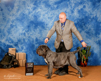 Neapolitan Mastiff #6 Sat BOB Maj