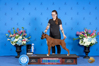 Boxer #? FRI ATT Judge ?