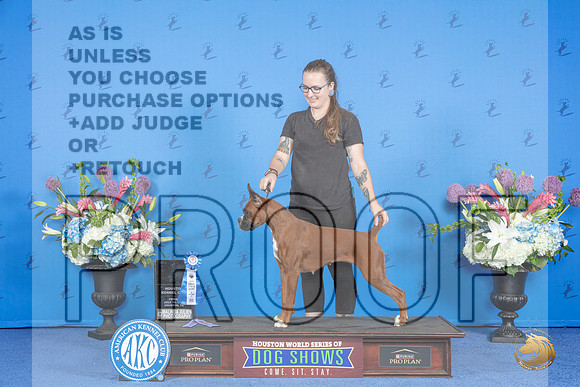 Boxer # FRI ATT Judge __JP_9113_Houston_2024_HR3