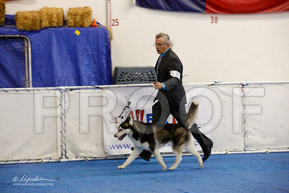 _M3_1285-AddisonHuskyMar2015-HR3