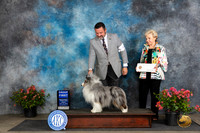 Shetland Shepdog #5 Fri G1 Judge Paul Willhauck