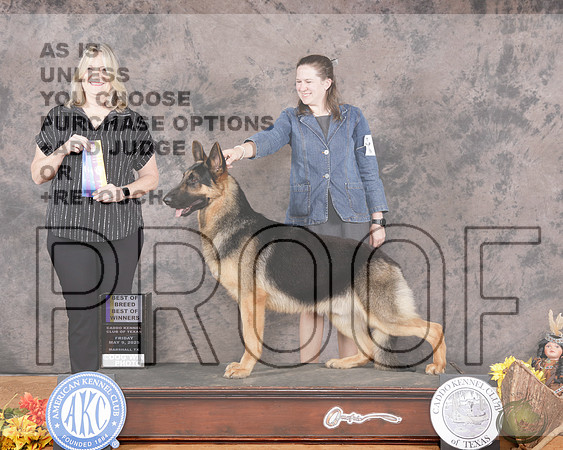 German Shepherd Dog #5 WD BOW BOB Judge Danielle BrownGerman Shepherd Dog #5 WD BOW BOB Judge Danielle Brown_WP_2101e-Marshall 2025-HR3