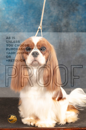 Cavalier King Charles Spaniel FRI CUSTOM_MJ_5138_Houston_2022_HR3
