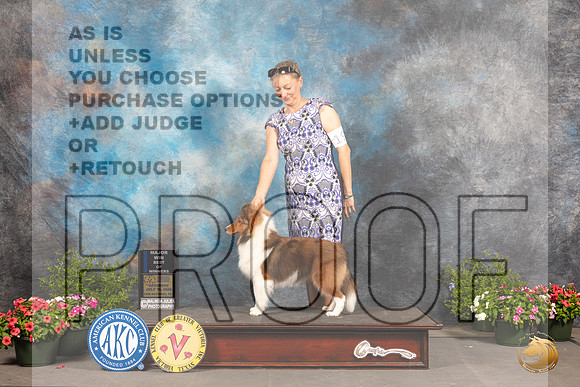 Shetland Sheepdog #15 Sat Judge Allen Odom_MJ_0120_SA_2022_HR3
