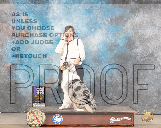 Australian Shepherd #46 Sun WB Judge Linda ClarkMMJ_5655_Mdlnd2022_HR3