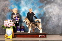 Alaskan Malamute #6 THUR WB Judge Karen McFarlane