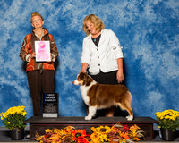 Miniature American Shepherds #5 Sat OH G1 Keller Julie Fran Withers Judge Ms Joanne M Buehler
