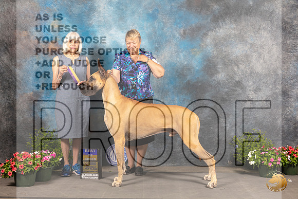 Great Dane #7 Sat BOB Judge Jan Paulk_MJ_0254_SA_2022_HR3
