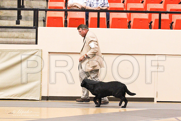 Retrievers(lab)-4379LR