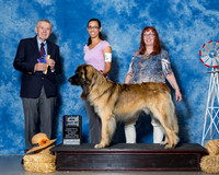 Leonbergers #7 Sun BOB Maj Arroyo Margitta Judge Mr Terry Stacy