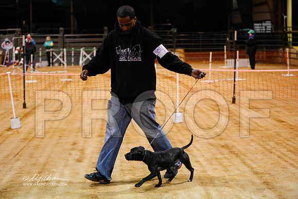 staffy-1437-MrshlDec13-HR