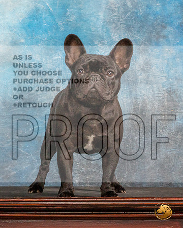 French Bulldog #32 SunMMJ_4884_Mdlnd2022_HR3