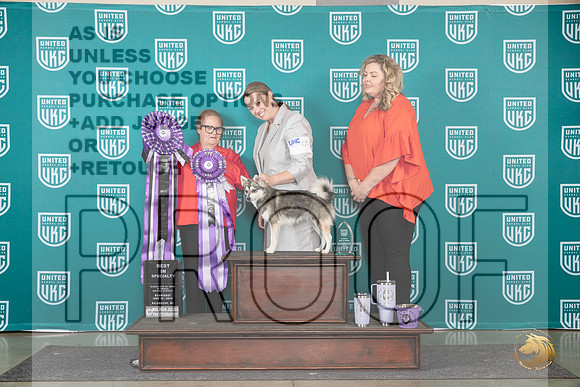 Alaskan Klee Kai #109 Wed COCBOB Judge Brenda Landers__JP_0488_Premier_2024_HR3