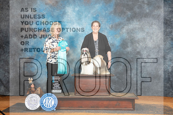 Shih Tzu #8 Sun OHBIS Judge Lisa Graser__JP_8976_MARSHALL_2024_HR3