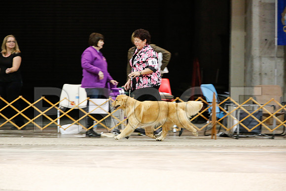 BestVet-7183-WFOct2013-HR