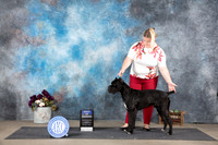 Cane Corso #5 Sat BOW Judge Joan Liebes r