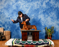 Dachshund Longhaired DALLAS RESHOOT Cathy Gwen Maj BOW Fri