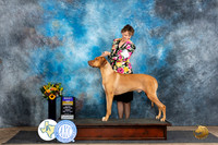 Rhodesian Ridgeback #5 Fri BOB Judge Rick Gschwender