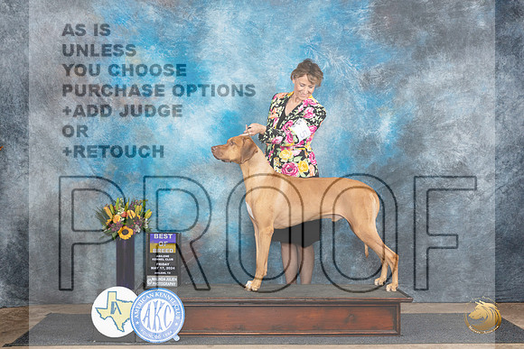Rhodesian Ridgeback #5 Fri BOB Judge Rick Gschwender__JP_9295_Abilene_2024_HR3