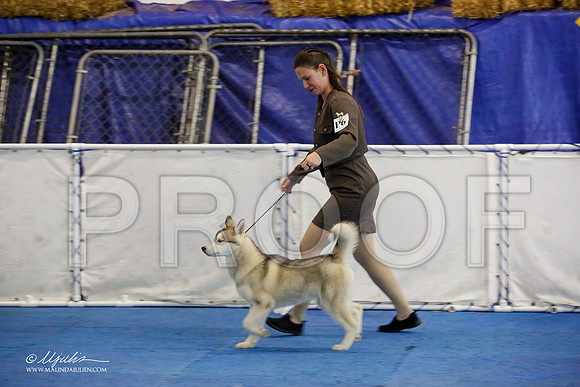 _M3_9330-AddisonHuskyMar2015-HR3