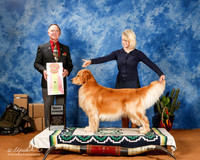 Golden Retriever #J603 Sat Best Jr. +A1