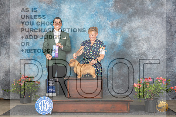Norfolk Terrier #6 Sun BOWCH Judge Victor Rosado__JP_6005_San Antonio_2024_HR3