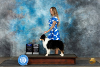Miniature American Shepherd #5 Monn WDBOWOHBOBCH Judge June Penta