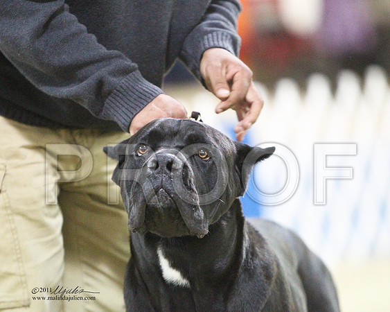 Cane-5133LR