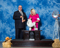 Poodles Toy #28 Fri BOV NG Carroll Talley M G A King T Roberts T Luneack Judge Mr Bill R W Edwards