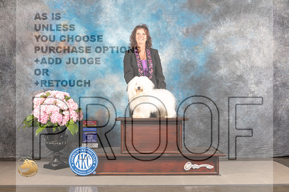 Coton de Tulear #5 FRI BOP BOW NCH Major Judge Jeffery Bazell_MJ_4969_Houston_2022_HR3