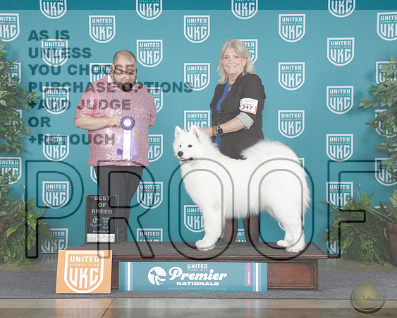 Samoyed #347 Sat BOB Judge William ChrzanowskiSamoyed #347 Sat BOB Judge William Chrzanowski_WP_7423e-UKC Premier 2025-HR3