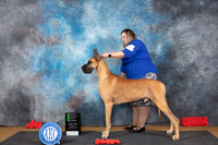 Great Dane #9 Sat OHG2 Judge Nikki Riggsbee