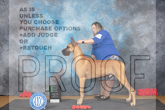 Great Dane #9 Sat OHG2 Judge Nikki Riggsbee__JP_0193_Sulphur Springs_2024_HR3