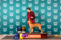 Carolina Dog #244 Fri Sat BOB G1 G4 no judge