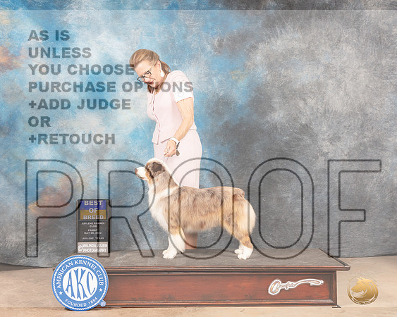 Miniature American Shepherd #8 Fri BOB Judge Eric Liebes-MMJ_3351-Addison2022-HR3