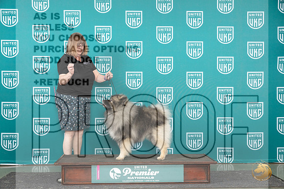 Keeshond Miles__JP_2828_Premier_2024_HR3