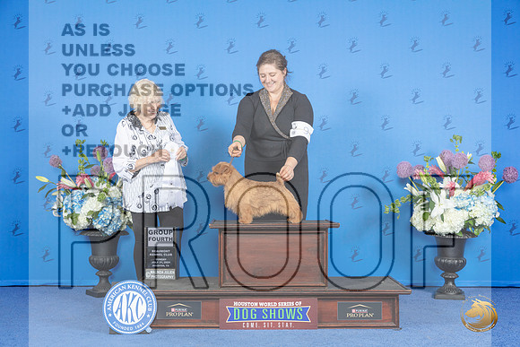 Norfolk Terrier #9 SUN G4 Judge Nancy Liebes__JP_0748_Houston_2024_HR3
