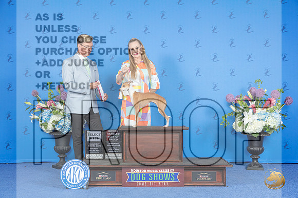 Italian Greyhound #12 SAT SB OH Judge Douglas Johnson__JP_0024_Houston_2024_HR3