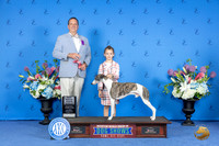 Whippet #J7 SAT NJ1 Judge Robert Chaffin