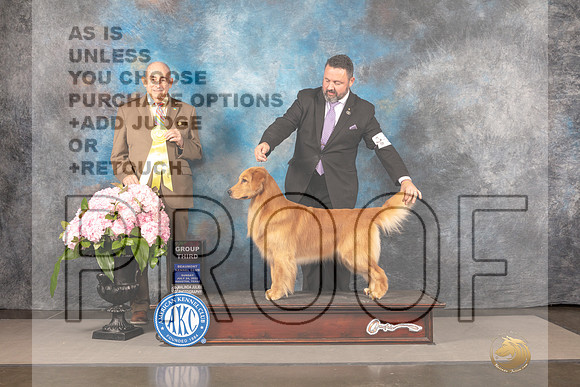 Golden Retriever #36 Sun G3 Judge Joe Walton_MJ_8360_Houston_2022_HR3
