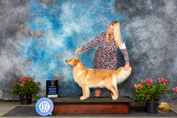 Golden Retriever #34 Sun WBBOWM Judge Paul F Willhauck