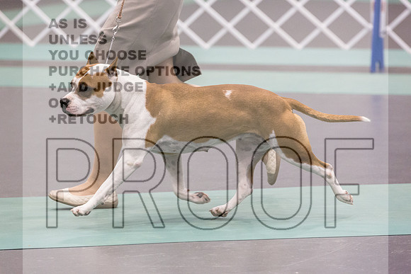 American Pit Bull Terrier Rings Sat_JJL_9638_UKCLNGVIEWOCT2024_2024_HR3
