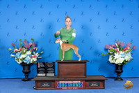 Italian Greyhound #12 FRI BOS OHBOB NGC M Judge Nancy Liebes
