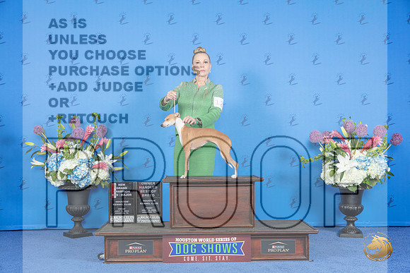 Italian Greyhound #12 FRI BOS OHBOB NGC M Judge Nancy Liebes__JP_8924_Houston_2024_HR3