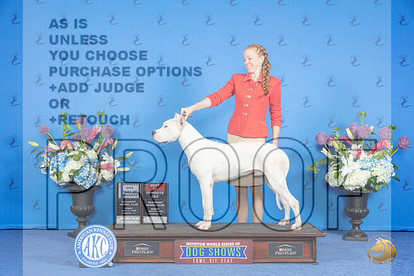 Dogo Argentino #7 SUN WD BOW BOS Judge Ronald Freeman__JP_0118_Houston_2024_HR3