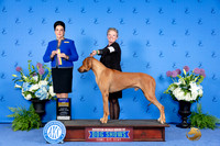 Andrea J Stone Houston 2024
