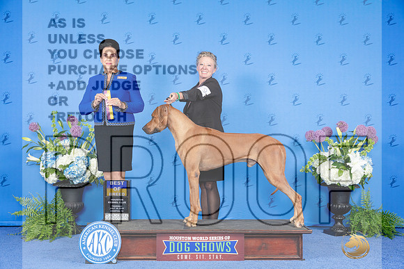 Rhodesian Ridgeback #19 THUR BOB Judge Debbie Freeman_JP_8214e_Houston_2024-HR3