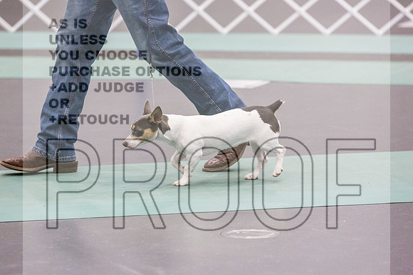 Teddy Roosevelt Terrier Rings Fri Ring 1_JJL_6525_UKCLNGVIEWOCT2024_2024_HR3
